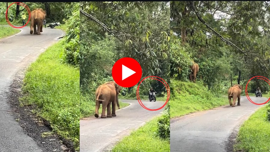 Viral Video Of Elephant Chase : सोशल मीडियावर व्हायरल! मुलांच्या बाइकचा हत्तीने घेतला पाठलाग, पाहा थरारक व्हिडिओ