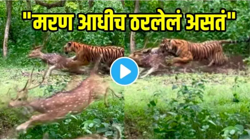मरण आधीच ठरलेलं असतं” वाघाच्या तावडीतून सुटण्यासाठी हरणाने उडी मारली पण…; अवघ्या १० सेकंदातच संपला खेळ, VIDEO व्हायरल