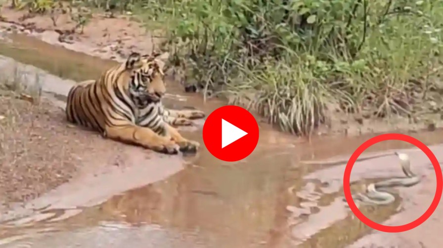 किंग कोब्रा आणि वाघ समोरासमोर कोण ठरले सरस, एकदा व्हिडिओ पहाच, cobra and tiger viral video