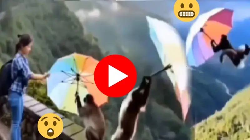 माकडाला छत्री दिली, डायरेक्ट हवेत; पण पुढे जे झालं ते धक्कादायक!